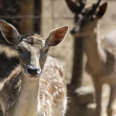 Hotel Il Daino Bianco Country House 20 Pax