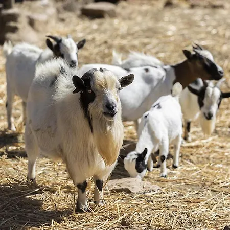 Il Daino Bianco Country House 20 Pax *